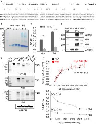 Novel Human Tenascin-C Function-Blocking Camel Single Domain Nanobodies